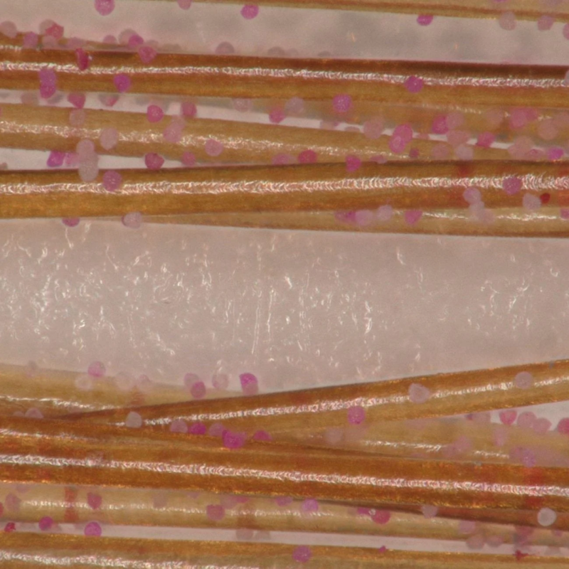 複数の茶色い繊維または髪の毛が並び、その表面にはピンク色と白色の小さな丸い粒子が多数付着している様子を捉えたマクロ写真です。背景には白い質感のある面が見えます。