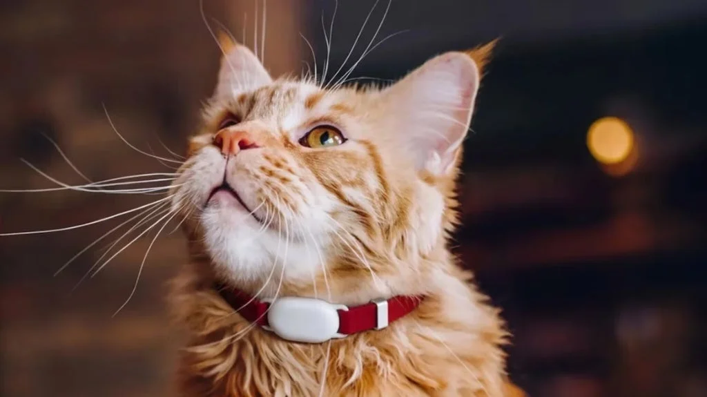 SATELLAI Cat Tagを装着した猫